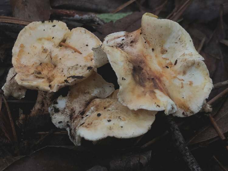 Polyporus sp (Albatrellus subrubescens)